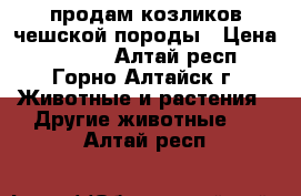 продам козликов чешской породы › Цена ­ 4 500 - Алтай респ., Горно-Алтайск г. Животные и растения » Другие животные   . Алтай респ.